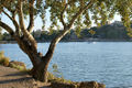 Lac.JPG