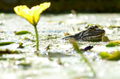 Grenouille2.JPG